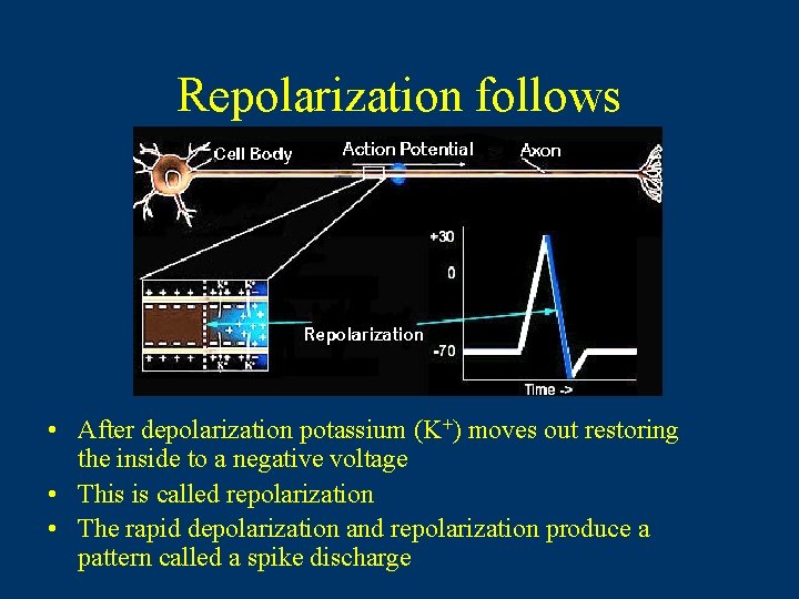 Repolarization follows • After depolarization potassium (K+) moves out restoring the inside to a Repolarization follows • After depolarization potassium (K+) moves out restoring the inside to a