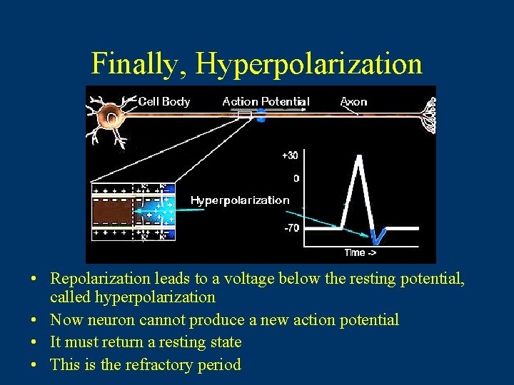 Finally, Hyperpolarization • Repolarization leads to a voltage below the resting potential, called hyperpolarization Finally, Hyperpolarization • Repolarization leads to a voltage below the resting potential, called hyperpolarization