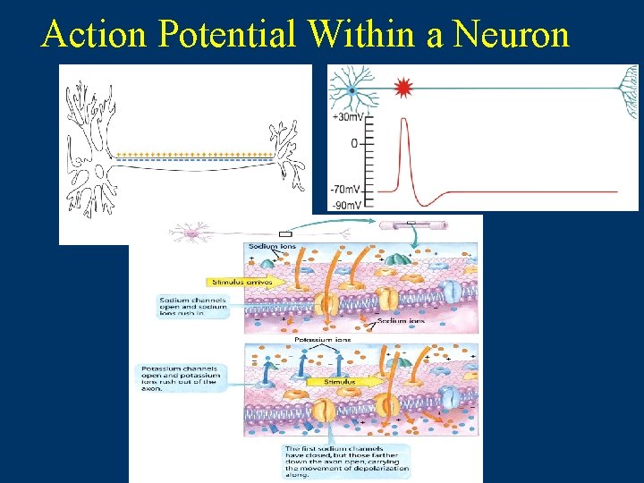 Action Potential Within a Neuron  Action Potential Within a Neuron