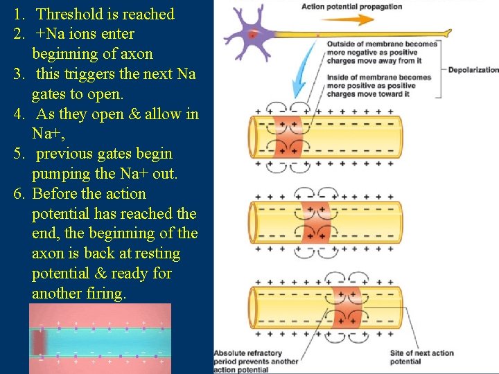 1. Threshold is reached 2. +Na ions enter beginning of axon 3. this triggers 1. Threshold is reached 2. +Na ions enter beginning of axon 3. this triggers