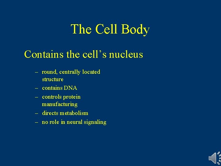 The Cell Body Contains the cell’s nucleus – round, centrally located structure – contains The Cell Body Contains the cell’s nucleus – round, centrally located structure – contains
