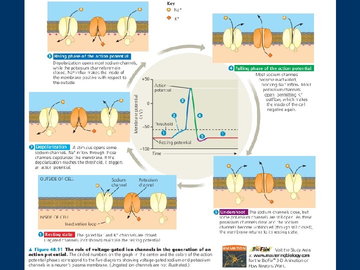A Review Action Potential  A Review Action Potential