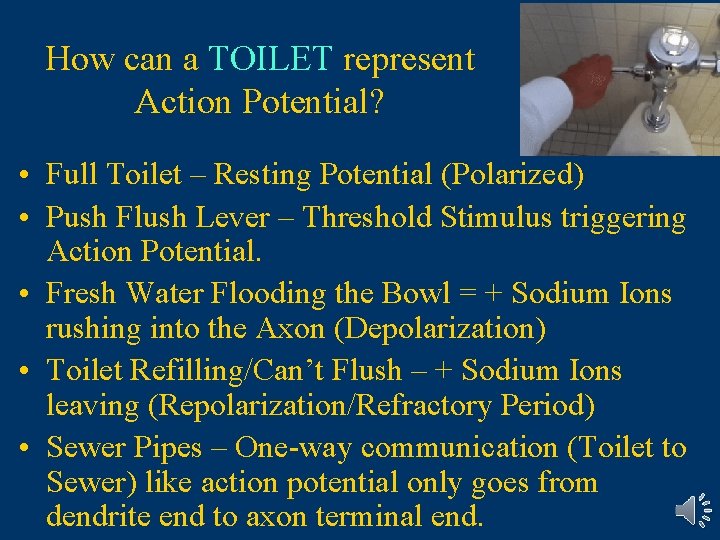 How can a TOILET represent Action Potential? • Full Toilet – Resting Potential (Polarized) How can a TOILET represent Action Potential? • Full Toilet – Resting Potential (Polarized)