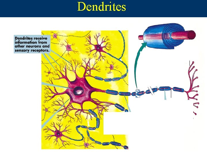 Dendrites  Dendrites