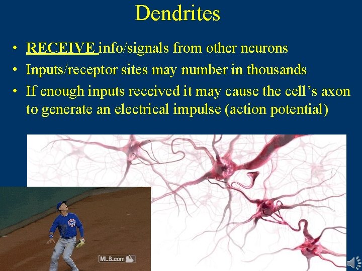 Dendrites • RECEIVE info/signals from other neurons • Inputs/receptor sites may number in thousands Dendrites • RECEIVE info/signals from other neurons • Inputs/receptor sites may number in thousands