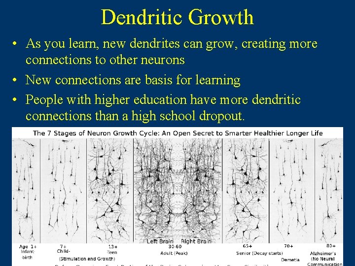 Dendritic Growth • As you learn, new dendrites can grow, creating more connections to Dendritic Growth • As you learn, new dendrites can grow, creating more connections to