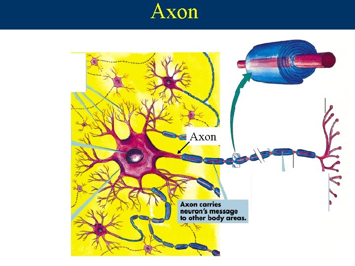 Axon  Axon
