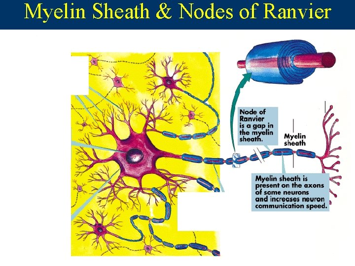 Myelin Sheath & Nodes of Ranvier  Myelin Sheath & Nodes of Ranvier