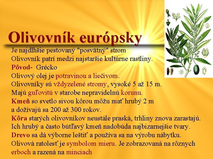 Olivovník európsky Je najdlhšie pestovaný "posvätný" strom Olivovník patrí medzi najstaršie kultúrne rastliny. Pôvod-