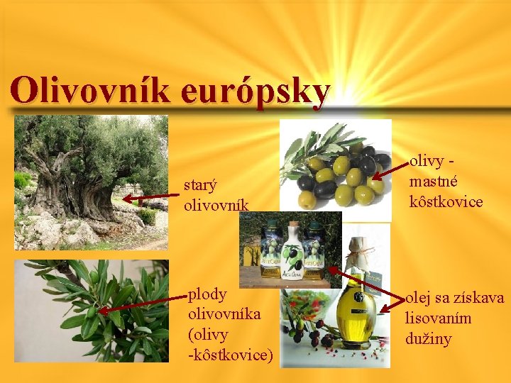 Olivovník európsky starý olivovník plody olivovníka (olivy -kôstkovice) olivy mastné kôstkovice olej sa získava