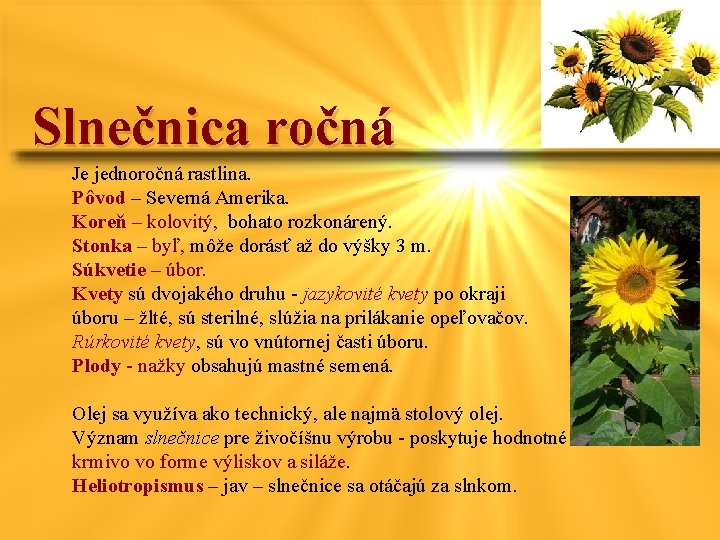 Slnečnica ročná Je jednoročná rastlina. Pôvod – Severná Amerika. Koreň – kolovitý, bohato rozkonárený.