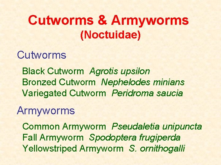 Cutworms & Armyworms (Noctuidae) Cutworms Black Cutworm Agrotis upsilon Bronzed Cutworm Nephelodes minians Variegated