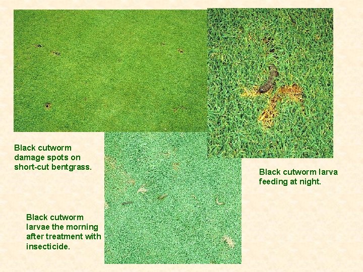 Black cutworm damage spots on short-cut bentgrass. Black cutworm larvae the morning after treatment