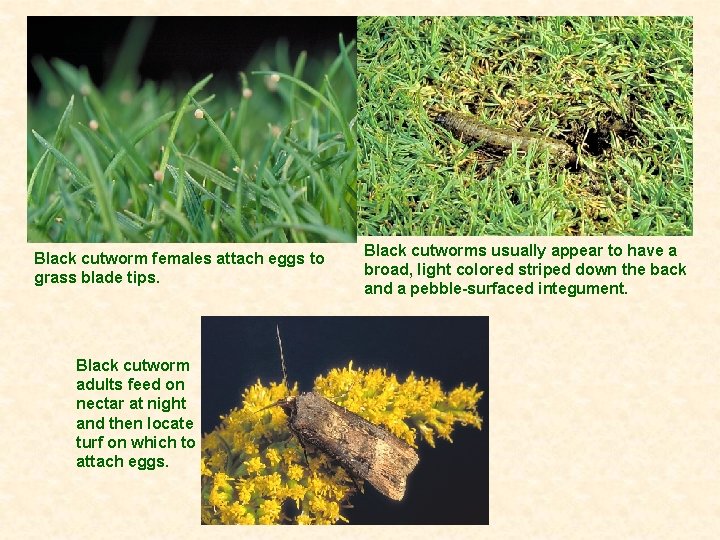 Black cutworm females attach eggs to grass blade tips. Black cutworm adults feed on