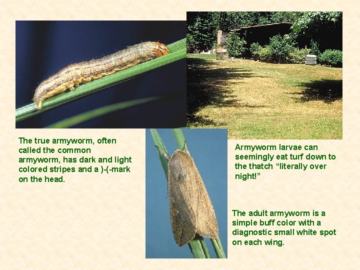 The true armyworm, often called the common armyworm, has dark and light colored stripes