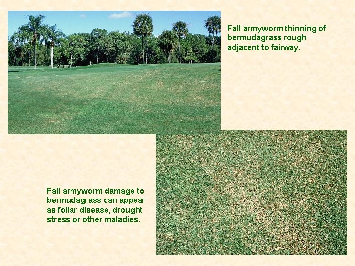Fall armyworm thinning of bermudagrass rough adjacent to fairway. Fall armyworm damage to bermudagrass