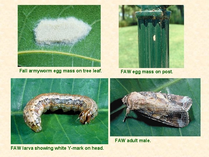 Fall armyworm egg mass on tree leaf. FAW egg mass on post. FAW adult