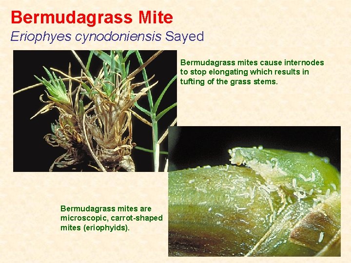 Bermudagrass Mite Eriophyes cynodoniensis Sayed Bermudagrass mites cause internodes to stop elongating which results