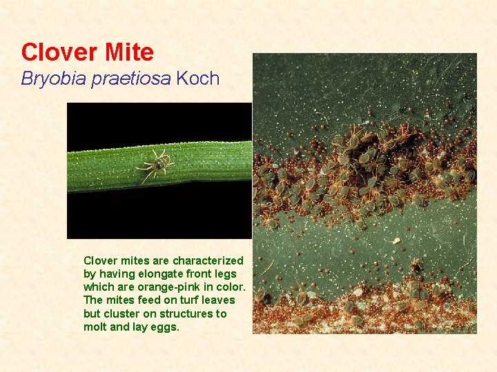 Clover Mite Bryobia praetiosa Koch Clover mites are characterized by having elongate front legs