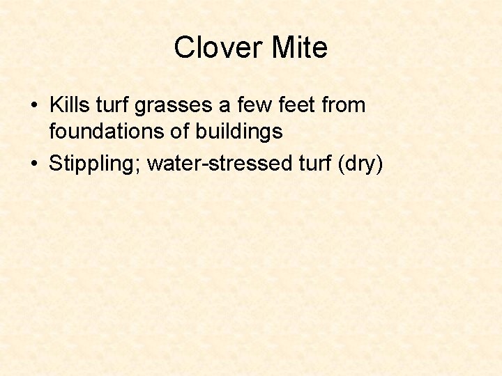 Clover Mite • Kills turf grasses a few feet from foundations of buildings •
