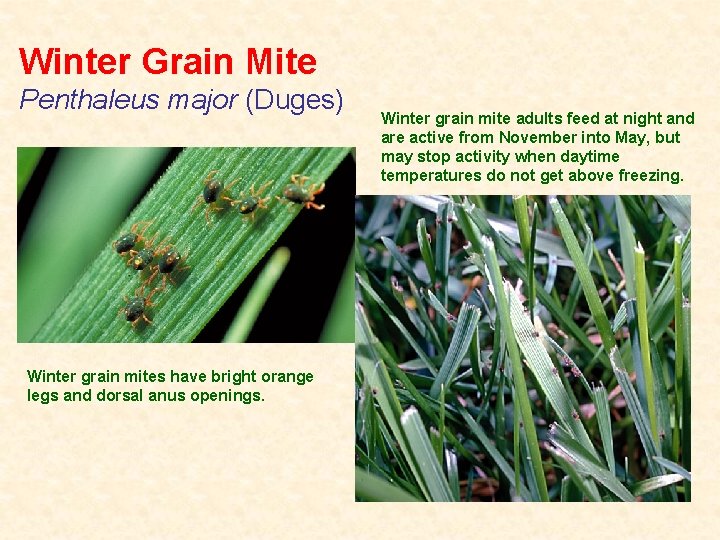 Winter Grain Mite Penthaleus major (Duges) Winter grain mites have bright orange legs and