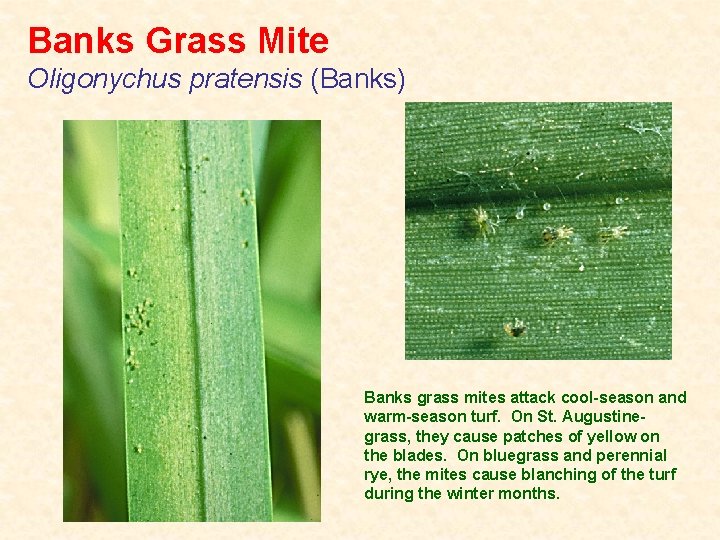 Banks Grass Mite Oligonychus pratensis (Banks) Banks grass mites attack cool-season and warm-season turf.