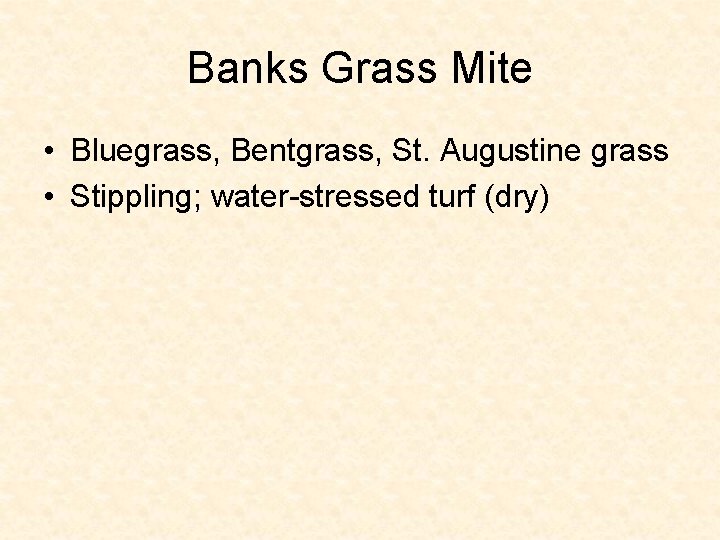 Banks Grass Mite • Bluegrass, Bentgrass, St. Augustine grass • Stippling; water-stressed turf (dry)