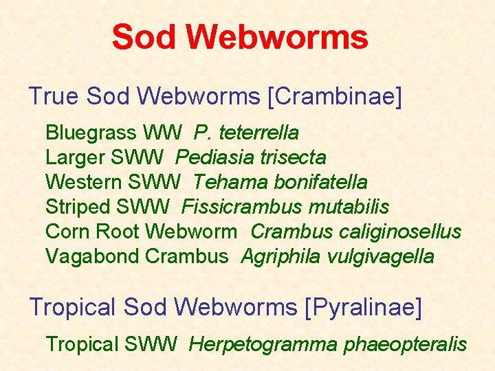 Sod Webworms True Sod Webworms [Crambinae] Bluegrass WW P. teterrella Larger SWW Pediasia trisecta