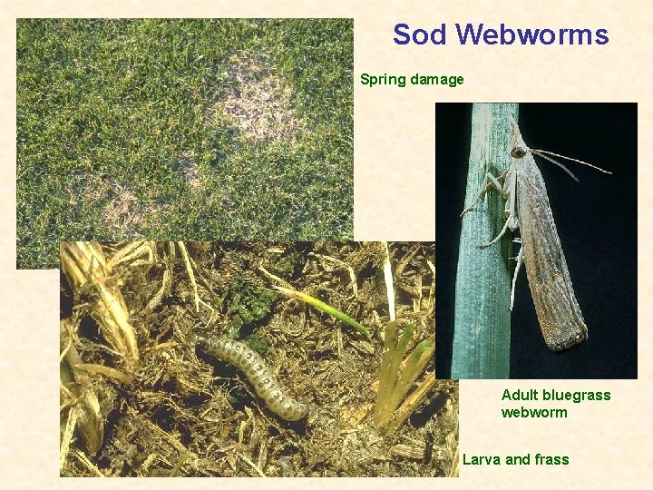 Sod Webworms Spring damage Adult bluegrass webworm Larva and frass 