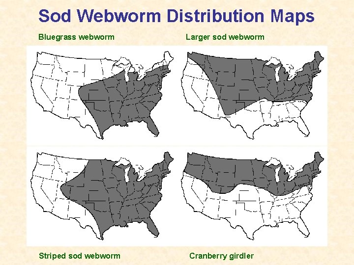 Sod Webworm Distribution Maps Bluegrass webworm Striped sod webworm Larger sod webworm Cranberry girdler