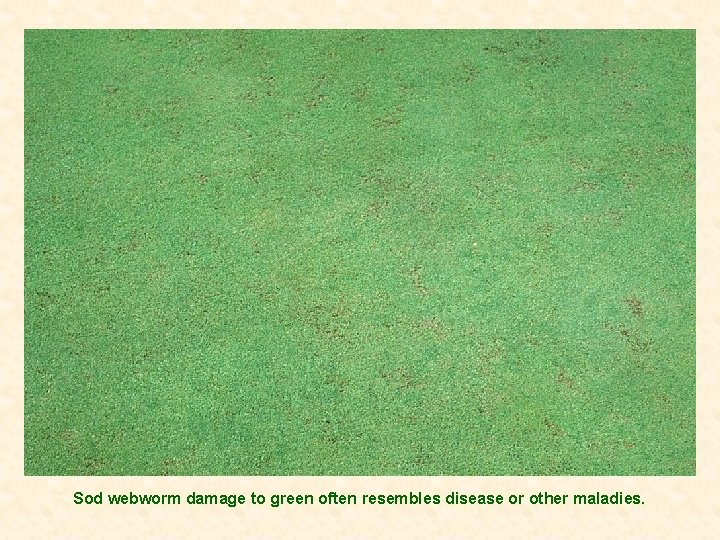 Sod webworm damage to green often resembles disease or other maladies. 