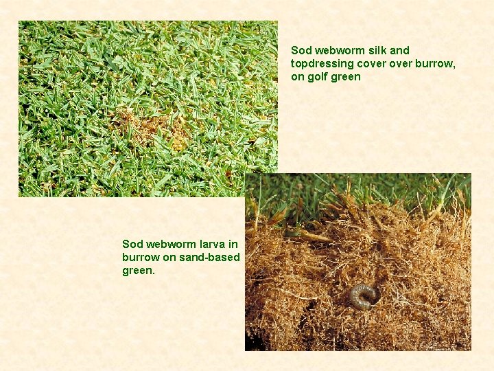 Sod webworm silk and topdressing cover burrow, on golf green Sod webworm larva in