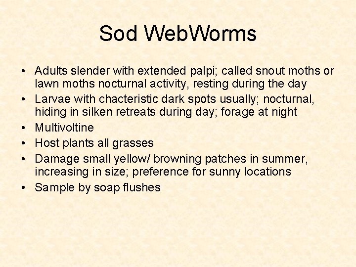 Sod Web. Worms • Adults slender with extended palpi; called snout moths or lawn