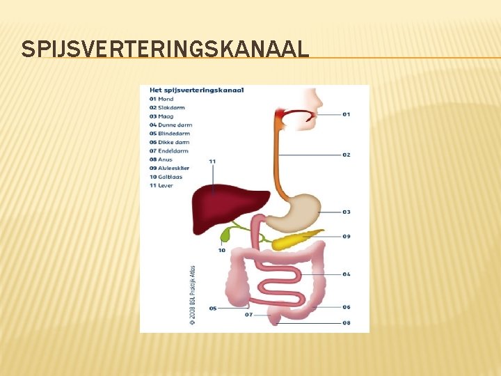 SPIJSVERTERINGSKANAAL 