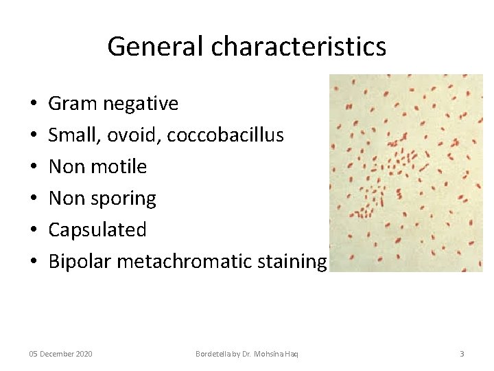 General characteristics • • • Gram negative Small, ovoid, coccobacillus Non motile Non sporing