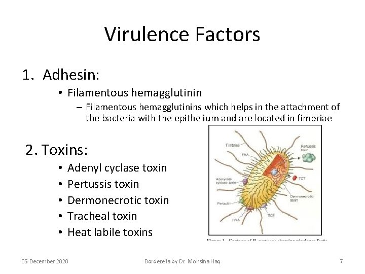 Virulence Factors 1. Adhesin: • Filamentous hemagglutinin – Filamentous hemagglutinins which helps in the