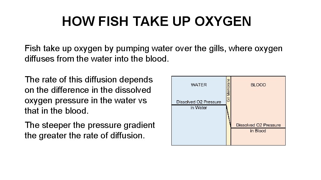 HOW FISH TAKE UP OXYGEN Fish take up oxygen by pumping water over the