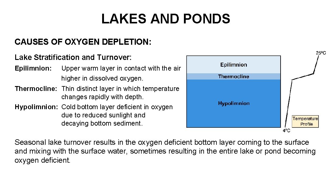 LAKES AND PONDS CAUSES OF OXYGEN DEPLETION: Lake Stratification and Turnover: Epilimnion: Upper warm