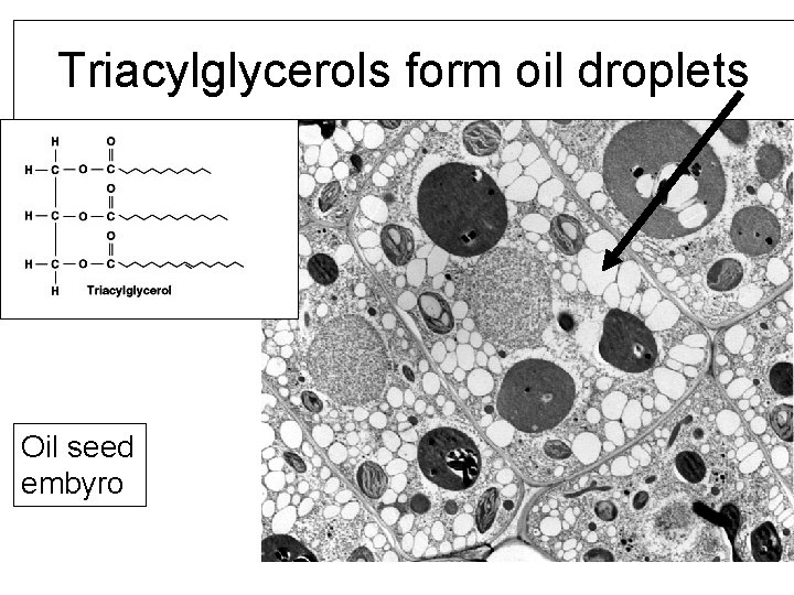 Triacylglycerols form oil droplets Oil seed embyro 