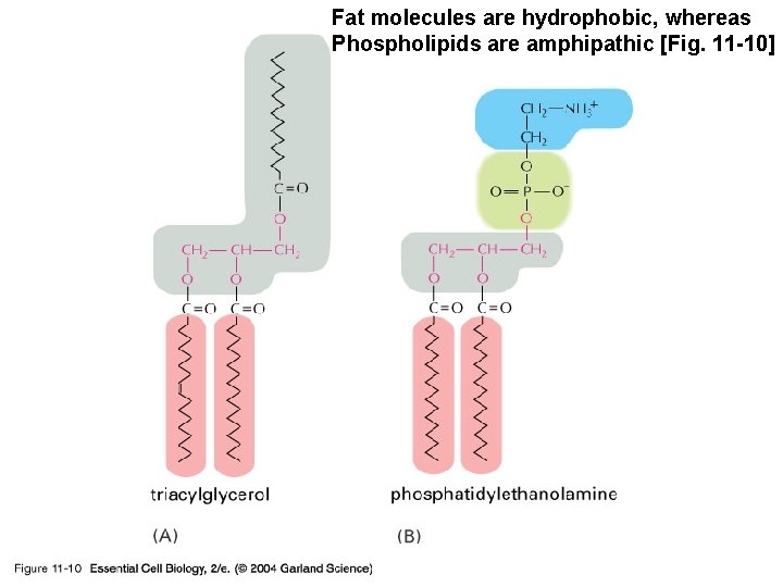 Fat molecules are hydrophobic, whereas Phospholipids are amphipathic [Fig. 11 -10] 11_10_Fat_phospholip. jpg 