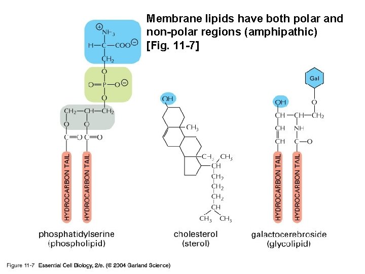 Membrane lipids have both polar and non-polar regions (amphipathic) [Fig. 11 -7] 11_07_amphipathic. jpg