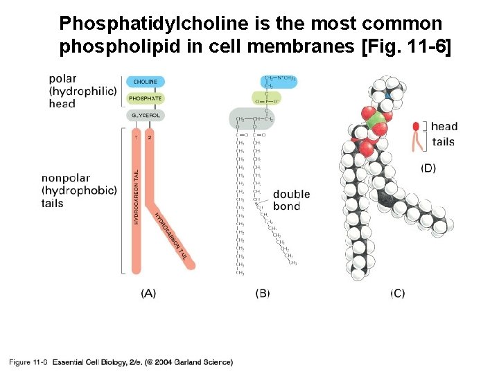 Phosphatidylcholine is the most common phospholipid in cell membranes [Fig. 11 -6] 11_06_Phosphatidylch. jpg