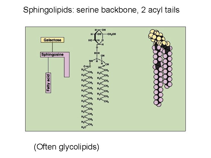 Sphingolipids: serine backbone, 2 acyl tails (Often glycolipids) 