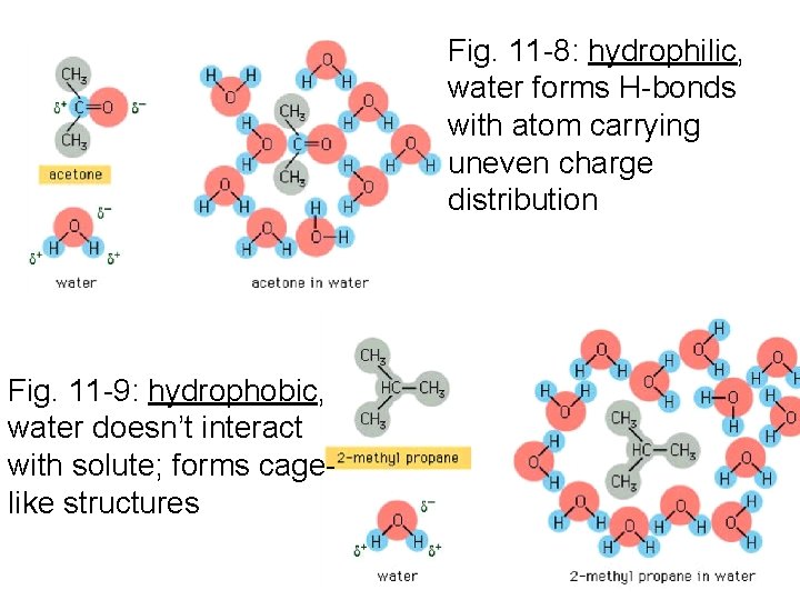 Fig. 11 -8: hydrophilic, water forms H-bonds with atom carrying uneven charge distribution Fig.