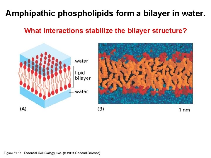 Amphipathic phospholipids form a bilayer in water. 11_11_bilayer. in. H 20. jpg What interactions