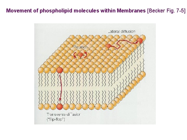 Movement of phospholipid molecules within Membranes [Becker Fig. 7 -5] 