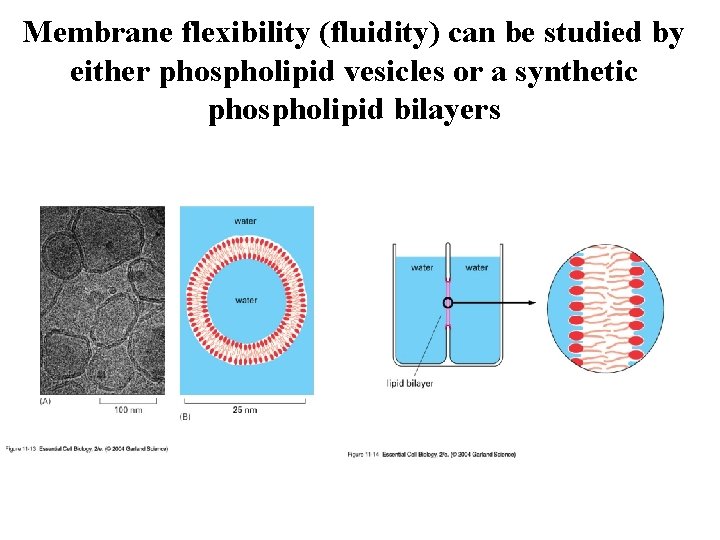 Membrane flexibility (fluidity) can be studied by either phospholipid vesicles or a synthetic phospholipid