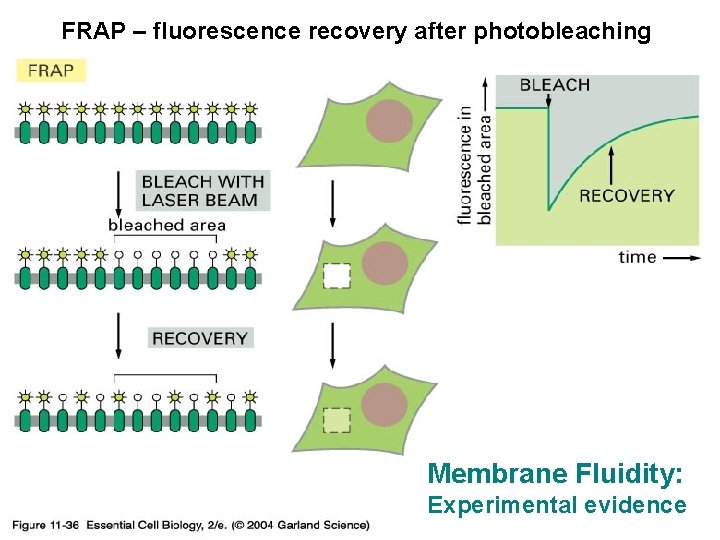 FRAP – fluorescence recovery after photobleaching 11_36_Photobleaching_techniqu es. jpg Membrane Fluidity: Experimental evidence 