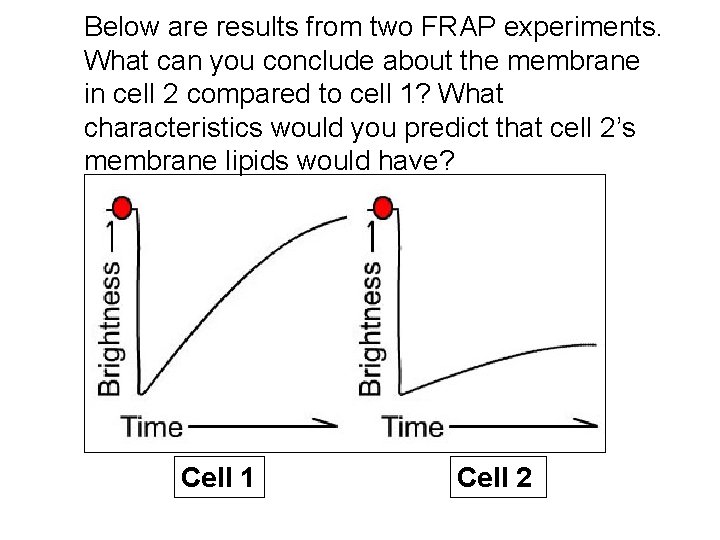 Below are results from two FRAP experiments. What can you conclude about the membrane