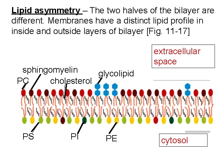 Lipid asymmetry – The two halves of the bilayer are different. Membranes have a